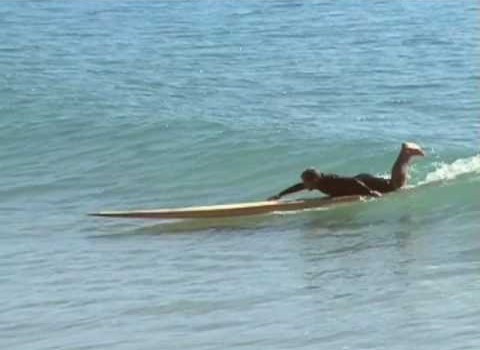 サーフムービー：Tom Wenger surfs 16 ft Toothpick! – Nathan Oldfield